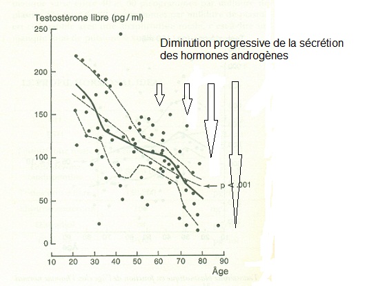 diminution de la testostérone libre Purifoy